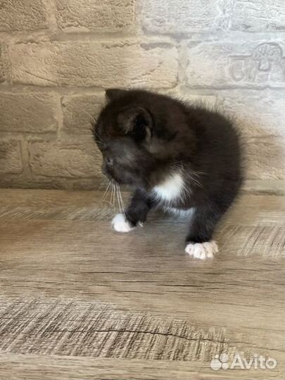 Отдам в добрые руки котят