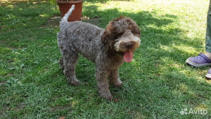 Щенки лаготто романьоло