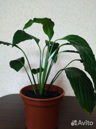 Спатифиллум 2 вида
