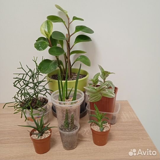 Комнатные растения. Обмен