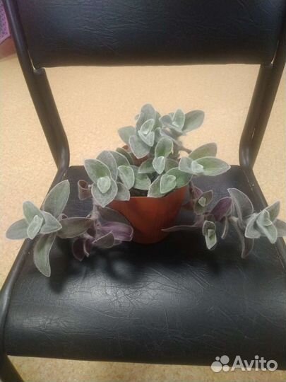 Традесканция