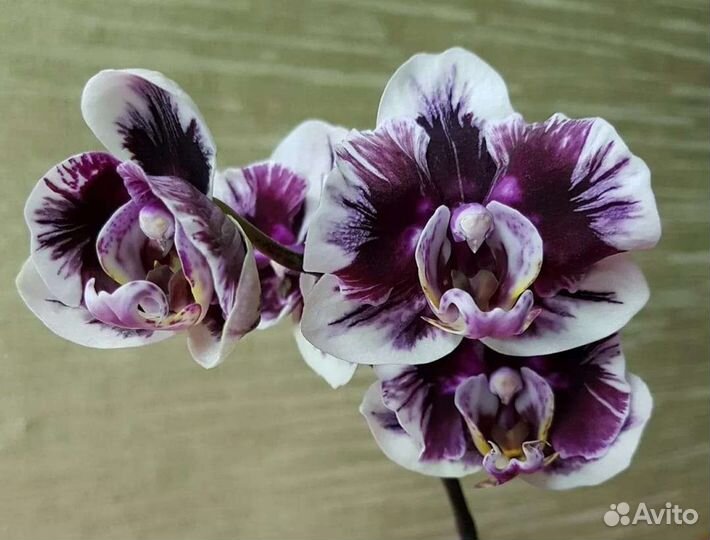Орхидея фаленопсис