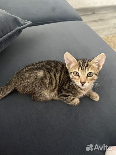 Котенок