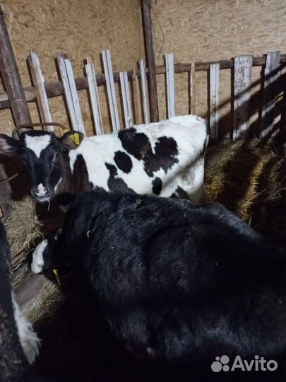 Телята телочки