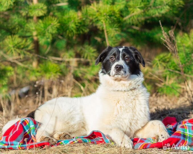 Щенок подросток бесплатно