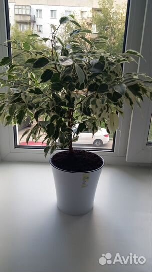 Фикус бенджамина плетеный