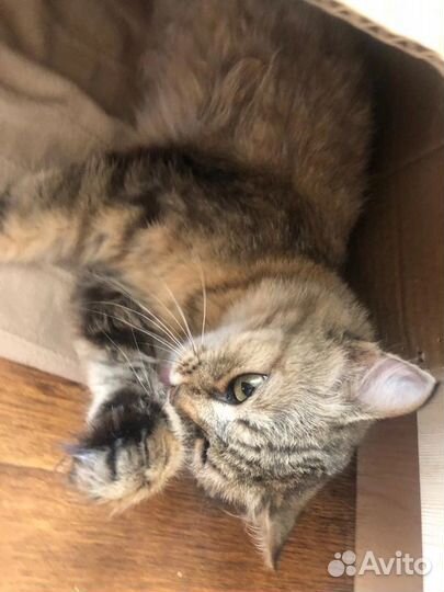 Кошки в добрые руки