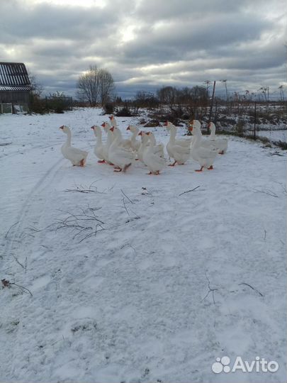 Гусь холмогорский