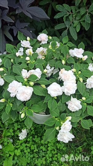 Бальзамин махровый