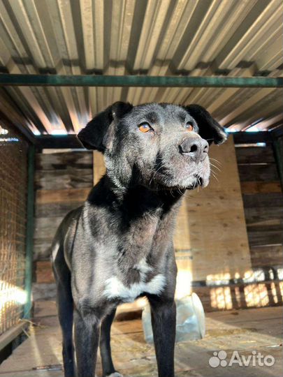 Скромный Перчик ждёт хотя бы погулять