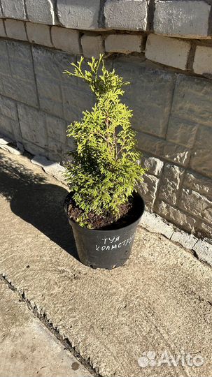 Туя саженцы 
