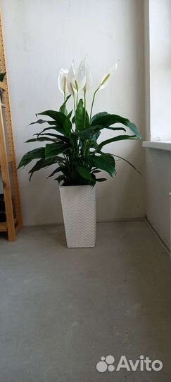 Спатифиллум Bingo Cupido 110 см