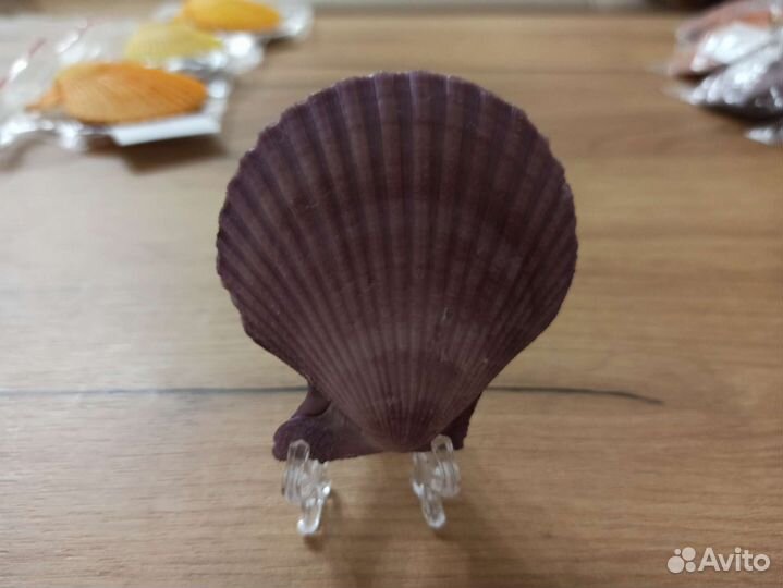 Морская раковина