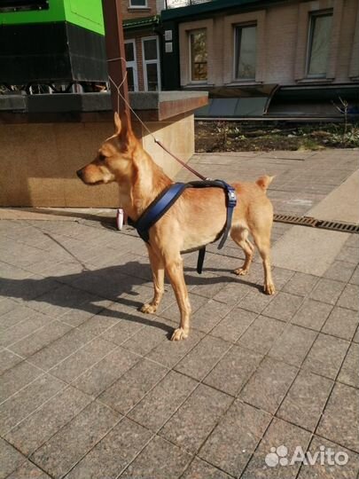 Собака в добрые люди
