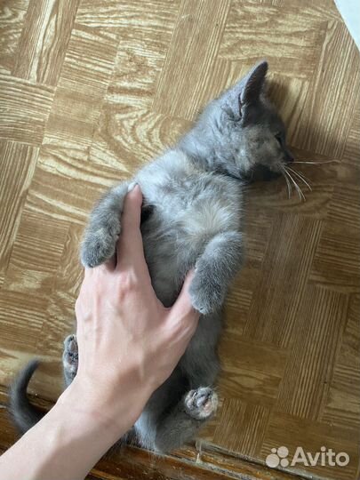 Котенок 2 месяца в добрые ручки