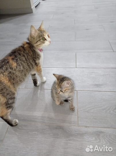 Кошечку в добрые руки