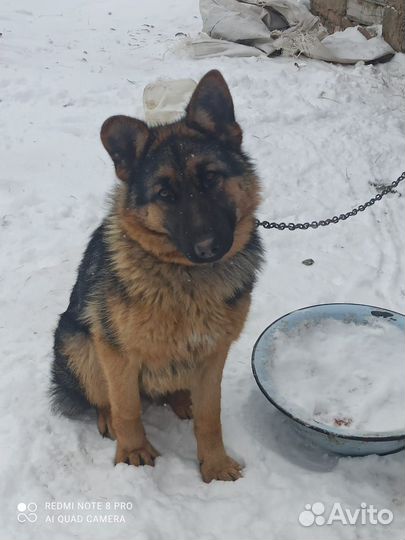 Немецкая овчарка