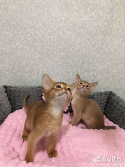 Абиссинские котята