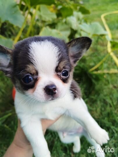 Чихуахуа мальчик