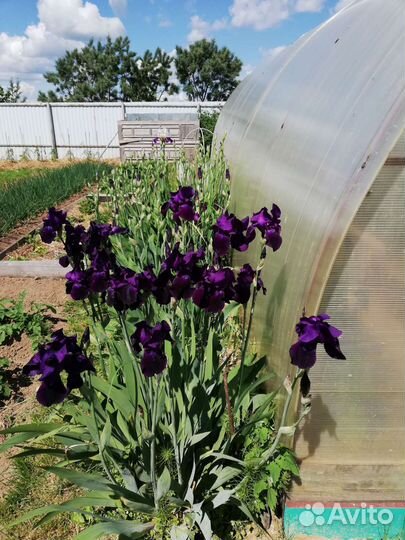 Ирисы бородатые, нарциссы, лилии