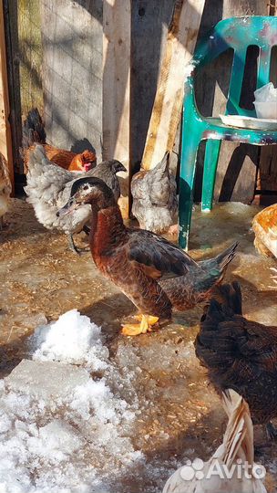 Молодой петушок, утка