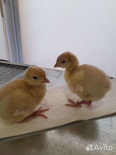 Вывод цыплят