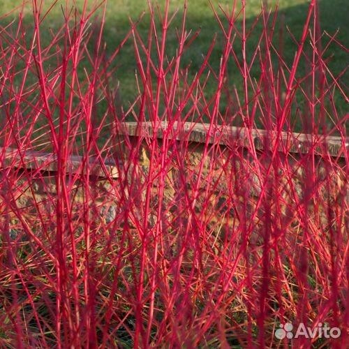 Дерны декоративные, Бересклет, саженцы