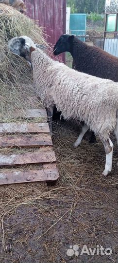 Овцы дорпер катум F 1 беременные по 17000