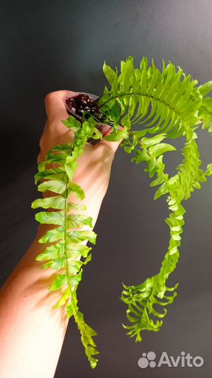 Папоротник Tiger fern