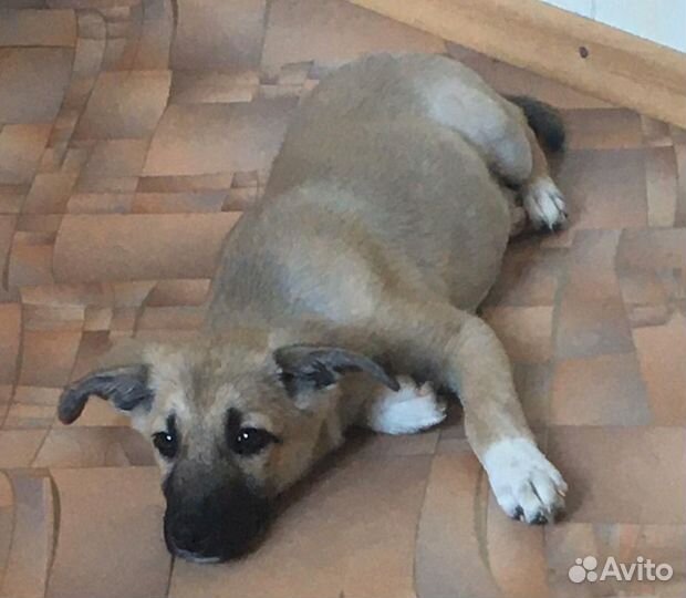 Щенок девочка в дар