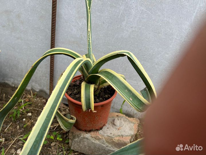 Продам растения агава