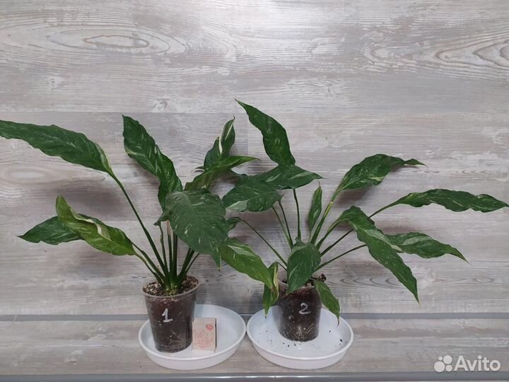 Спацифиллум