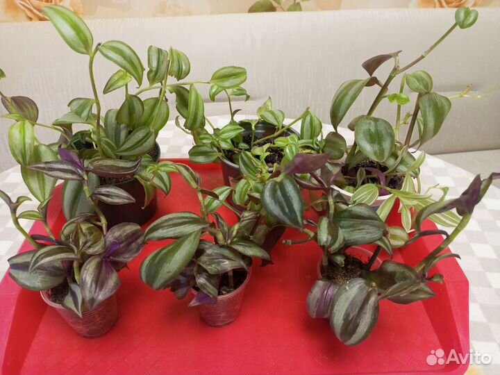 Комнатные растения