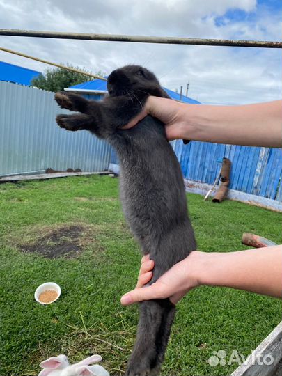 Кролики мясных пород