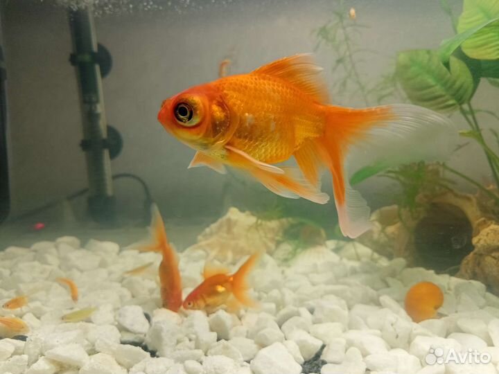 Рыба золотая рыбка рыба в аквариум