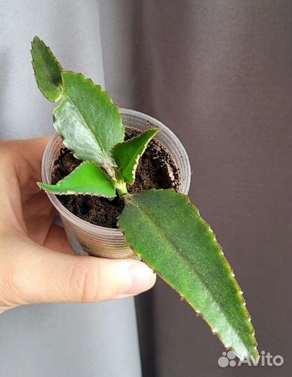 Каланхоэ лечебное