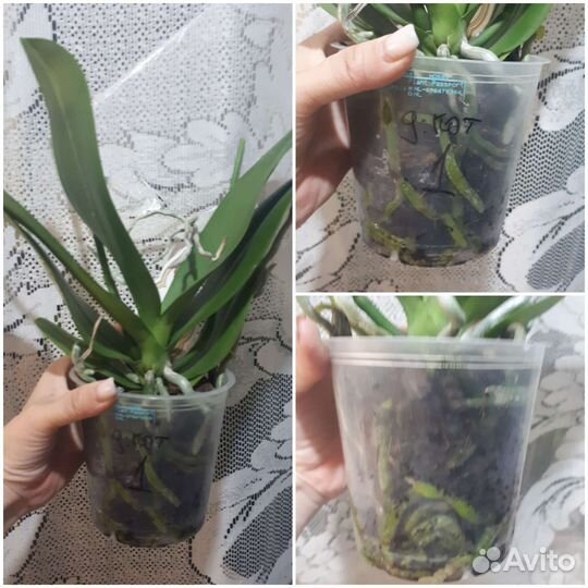 Орхидея фаленопсис дикий кот