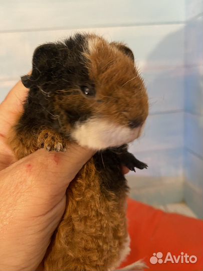 Морские свинки ам тедди