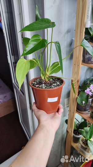 Антуриум Красный