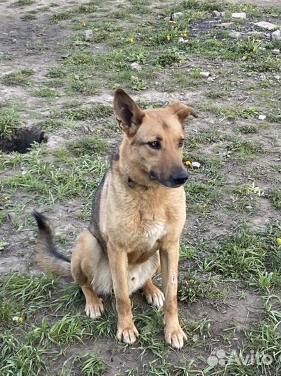 Собака в добрые руки