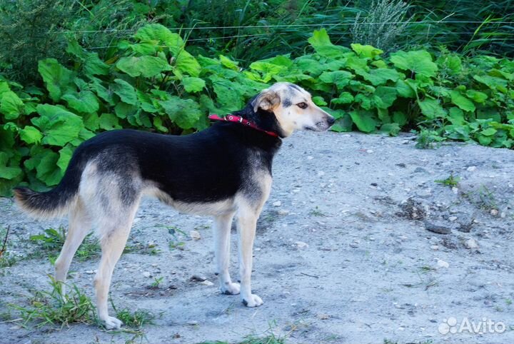 Очень нужен дом