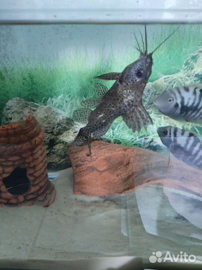 Сом перевертыш