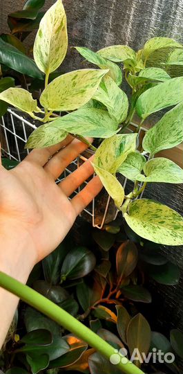 Эпипремнум Марбл Квин