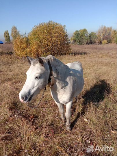 Лошадь(пони)
