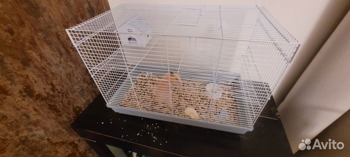 Сирийский хомяк с клеткой