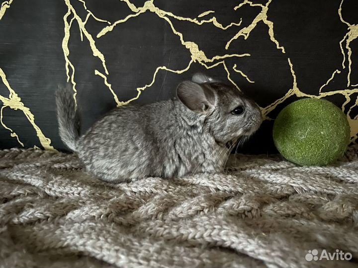 Шиншилла стандарт