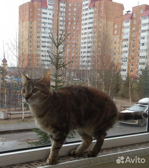 Кошка