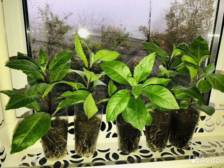 Джинура, Гиностема, Готу Кола,Рассада