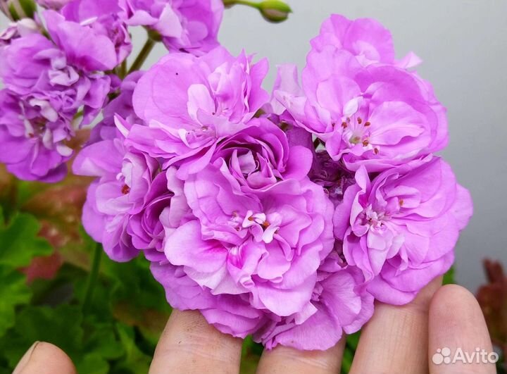 Пеларгонии сортовые
