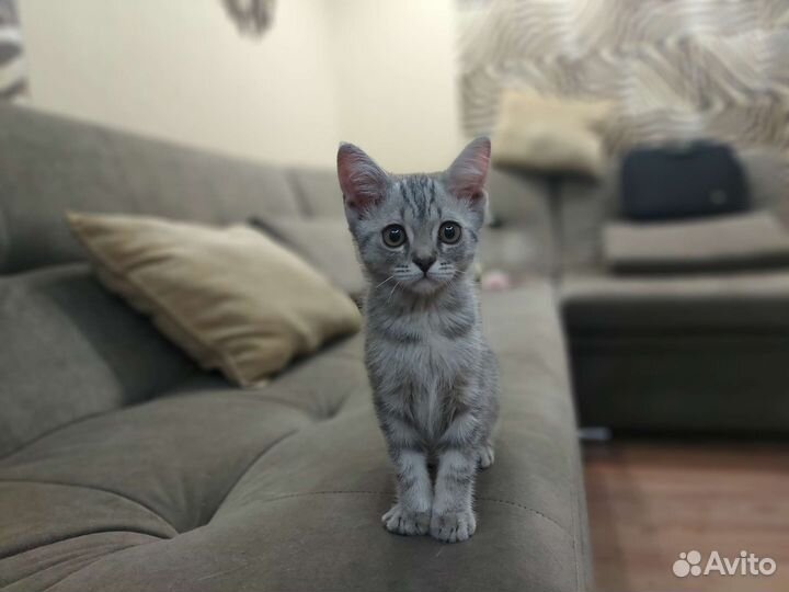 Котенок в добрые руки